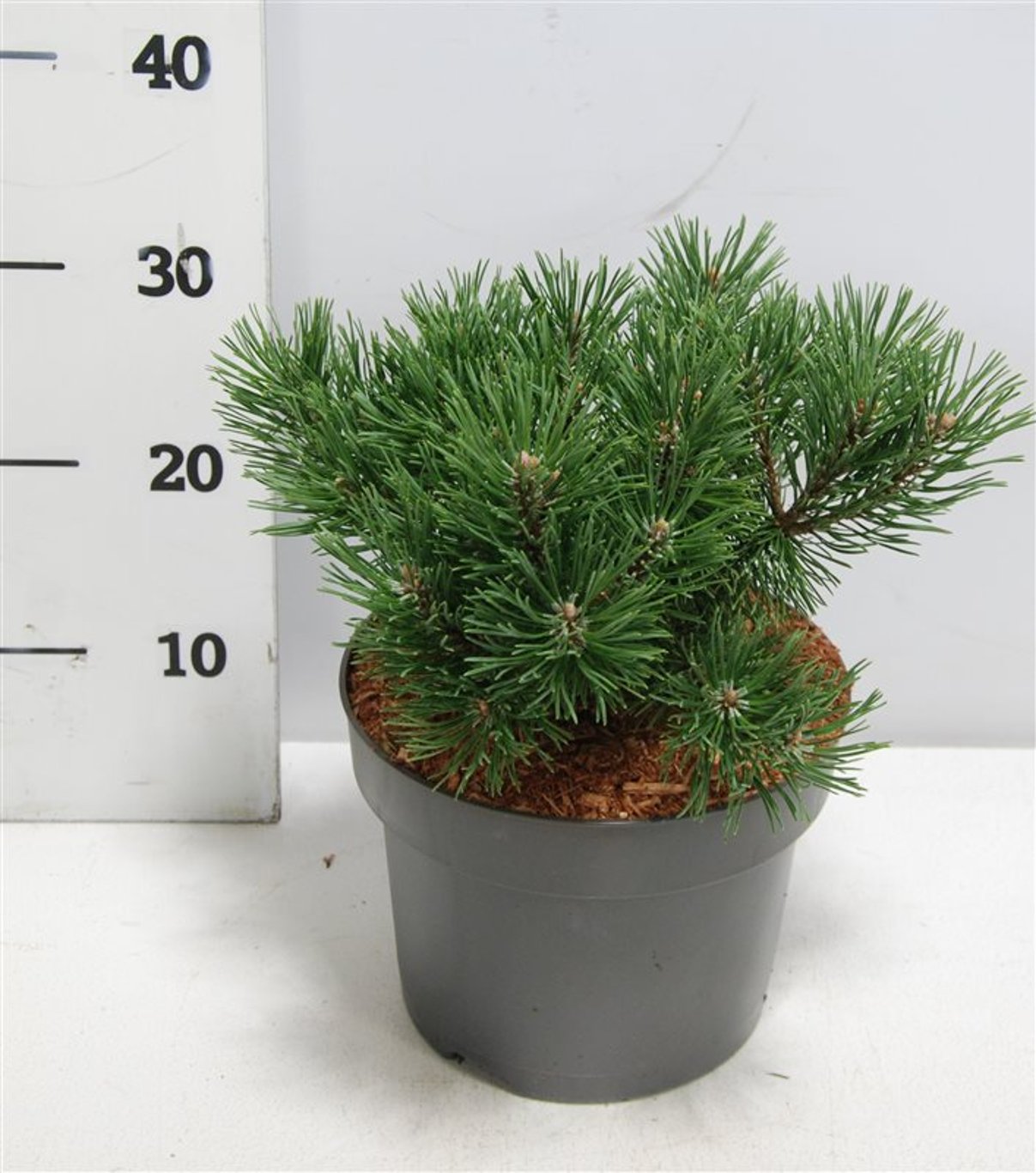 Pinus mugo 'Mops' - C5